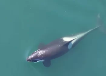 الحيتان القاتلة تستخدم عشب البحر لتنظيف أجسادها