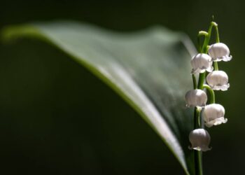 أيها النبات… هل تتذكر؟