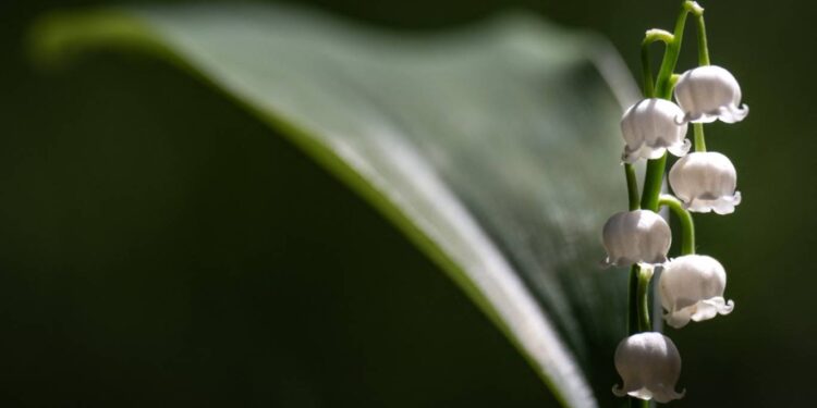 أيها النبات… هل تتذكر؟