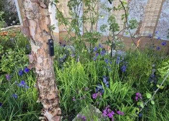 الآن يمكنك التحدث مع الأشجار عبر الذكاء الاصطناعي