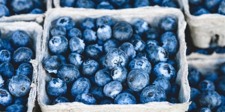 سحب فوري للتوت في أمريكا بسبب خطر صحي بالغ