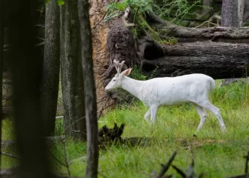 ميشيغان.. رجل يوثّق ظهور غزال أبيض في مشهد نادر