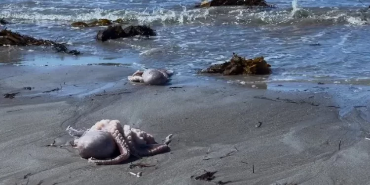 استراليا.. تفشـــي الطحالب السامة قبالة السواحل “كارثة طبيعية”