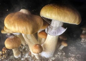 مادة في الفطر السحري قد تبطئ الشيخوخة