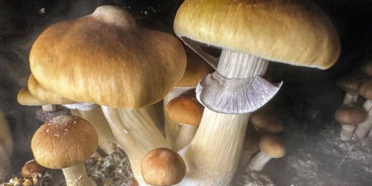 مادة في الفطر السحري قد تبطئ الشيخوخة
