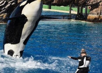 حقيقة مصرع جيسكا مدربة حوت الأوركا بعد الإجهاز عليها في حفل ترفيهي