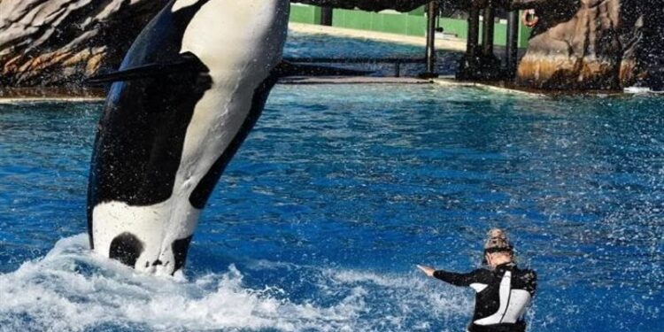 حقيقة مصرع جيسكا مدربة حوت الأوركا بعد الإجهاز عليها في حفل ترفيهي