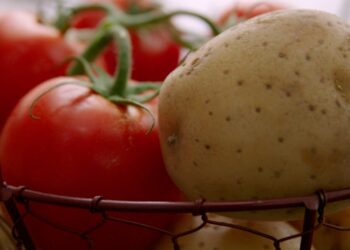 دراسة تؤكد أن أصل البطاطا يعود إلى الطماطم