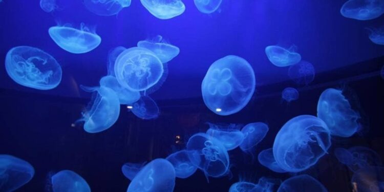 غزوة قناديل البحر تغلق أكبر محطة نووية فرنسية