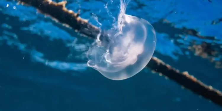 فرنسا.. “قناديل البحر” توقف 4 مفاعلات نووية,,, “أزمة بيئية أم إنذار”