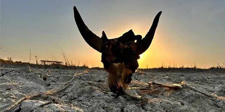 ظهور وحش نادر أقصى جنوبي العراق