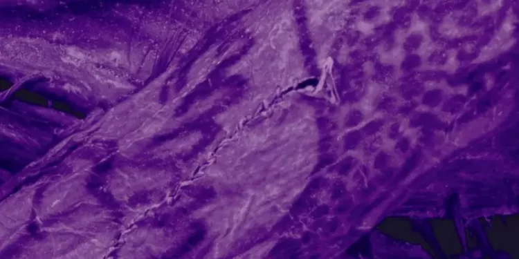 اكتشاف لوشوم معقدة على جسد مومياء عمرها 2,500 عام