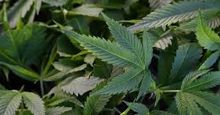 ترامب يدرس إعادة تصنيف الماريغوانا كمخدر أقل خطورة