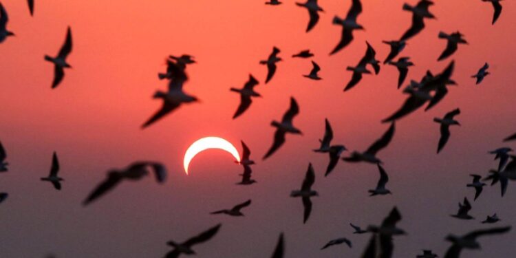 كسوف الشمس حرم البشر من زقزقة الطيور لساعات