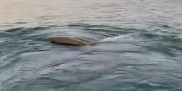 نهر دجلة يكشف أسراره بعد قرن من الصمت