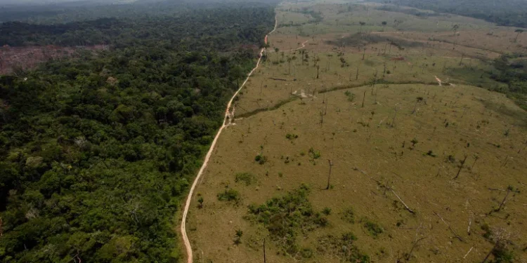 تراجع إزالة الغابات في الأمازون رغم الحرائق القياسية