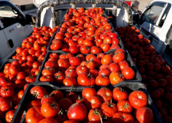 العراق يصدّر 1000 طن من الطماطم إلى الكويت ويعزز موقعه الزراعي الإقليمي