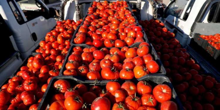 العراق يصدّر 1000 طن من الطماطم إلى الكويت ويعزز موقعه الزراعي الإقليمي