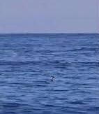 غضب بيئي في البصرة بعد اصطياد دولفين في مياه الخليج ودعوات لتشديد حماية الكائنات البحرية