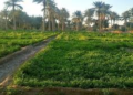 العراق يوسع خطته الزراعية الصيفية بعد انتعاش مائي وتحركات لزيادة التصدير