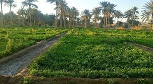 العراق يوسع خطته الزراعية الصيفية بعد انتعاش مائي وتحركات لزيادة التصدير