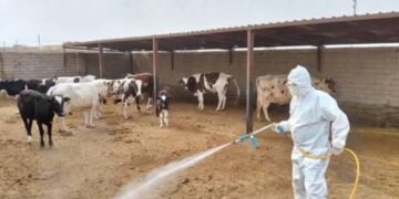الحمى النزفية تضرب ذي قار والزراعة تمدد طوارئ المكافحة