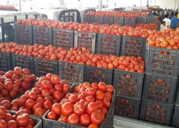 فتح استيراد البطاطا والطماطم والبصل.. العراق يتحرك لاحتواء ارتفاع أسعار الغذاء