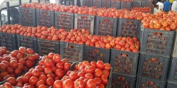 فتح استيراد البطاطا والطماطم والبصل.. العراق يتحرك لاحتواء ارتفاع أسعار الغذاء