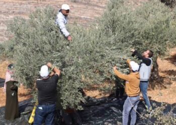 منظمة حقوقية: إسرائيل تحتجز مرشحا للكونغرس الأمريكي في الضفة الغربية