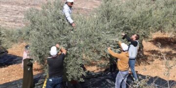 منظمة حقوقية: إسرائيل تحتجز مرشحا للكونغرس الأمريكي في الضفة الغربية