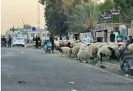 الجزر العشوائي يتراجع في بغداد.. الزراعة تكشف عن إجراءات رقابية