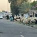 الجزر العشوائي يتراجع في بغداد.. الزراعة تكشف عن إجراءات رقابية
