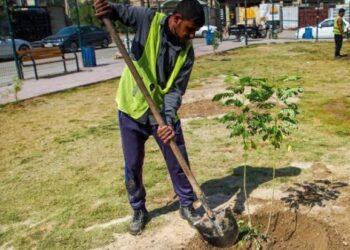 غدًا.. بدء حملة لزراعة 190 ألف شجرة معمرة في بغداد